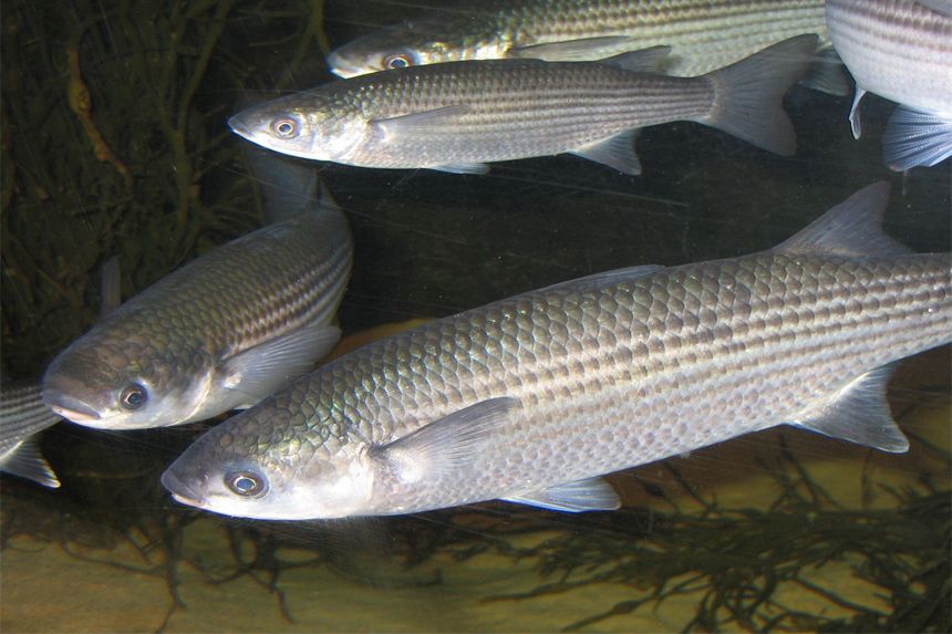  Goa State fish, Grey mullet, Mugil cephalus